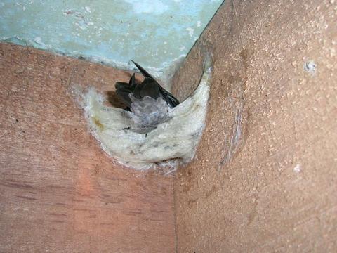 Bird Nest with Adult Bird inside
